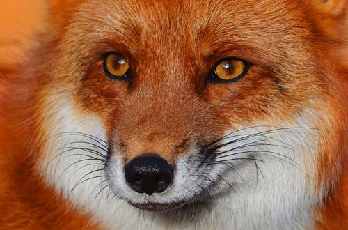Foxy eyes